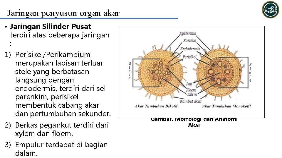 Jaringan penyusun organ akar • Jaringan Silinder Pusat terdiri atas beberapa jaringan : 1)