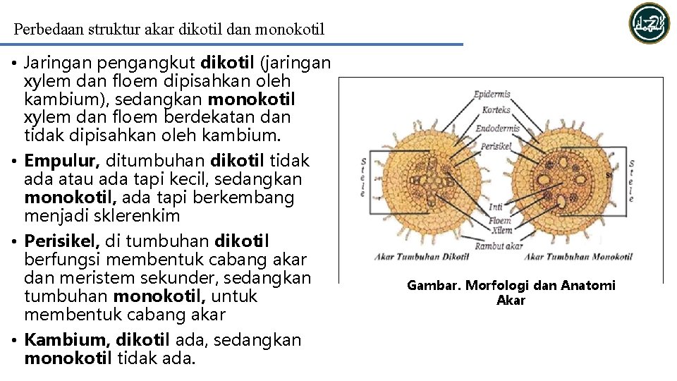 Perbedaan struktur akar dikotil dan monokotil • Jaringan pengangkut dikotil (jaringan xylem dan floem