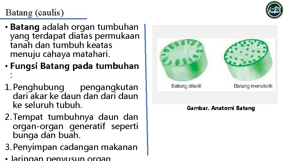 Batang (caulis) • Batang adalah organ tumbuhan yang terdapat diatas permukaan tanah dan tumbuh