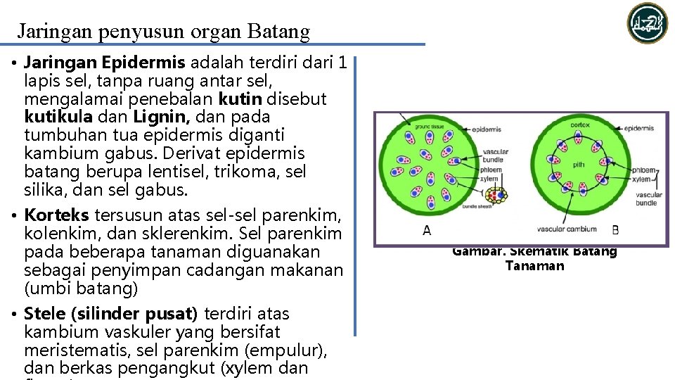 Jaringan penyusun organ Batang • Jaringan Epidermis adalah terdiri dari 1 lapis sel, tanpa