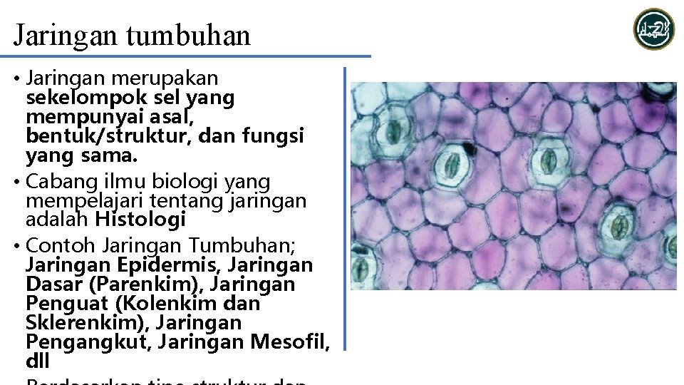 Jaringan tumbuhan • Jaringan merupakan sekelompok sel yang mempunyai asal, bentuk/struktur, dan fungsi yang
