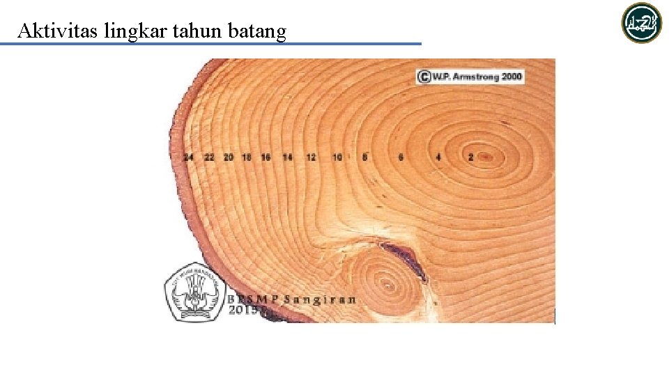 Aktivitas lingkar tahun batang 