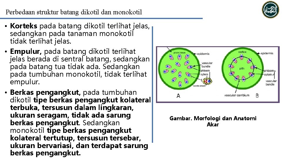 Perbedaan struktur batang dikotil dan monokotil • Korteks pada batang dikotil terlihat jelas, sedangkan