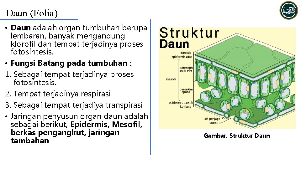 Daun (Folia) • Daun adalah organ tumbuhan berupa lembaran, banyak mengandung klorofil dan tempat