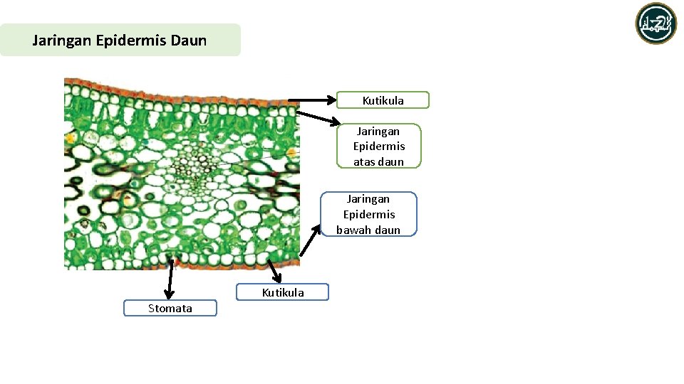 Jaringan Epidermis Daun Kutikula Jaringan Epidermis atas daun Jaringan Epidermis bawah daun Kutikula Stomata
