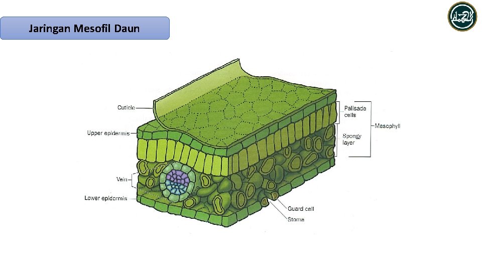 Jaringan Mesofil Daun 