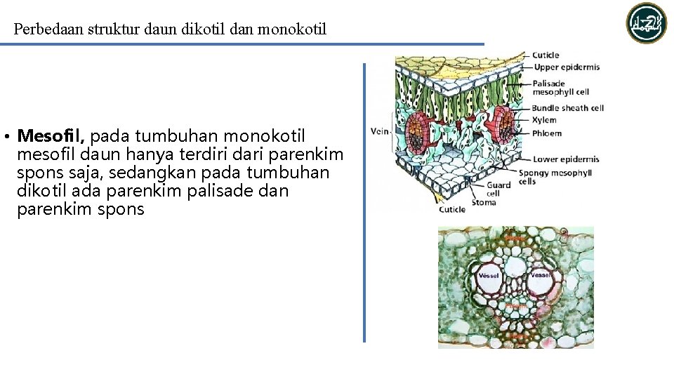 Perbedaan struktur daun dikotil dan monokotil • Mesofil, pada tumbuhan monokotil mesofil daun hanya