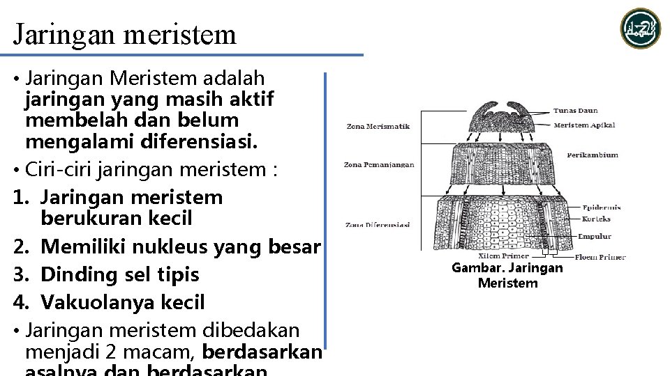 Jaringan meristem • Jaringan Meristem adalah jaringan yang masih aktif membelah dan belum mengalami