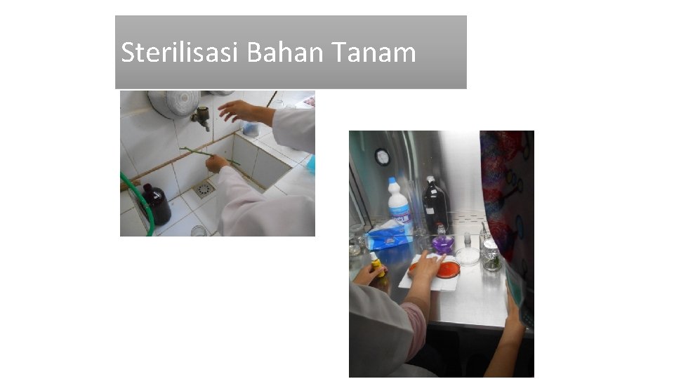 Sterilisasi Bahan Tanam 