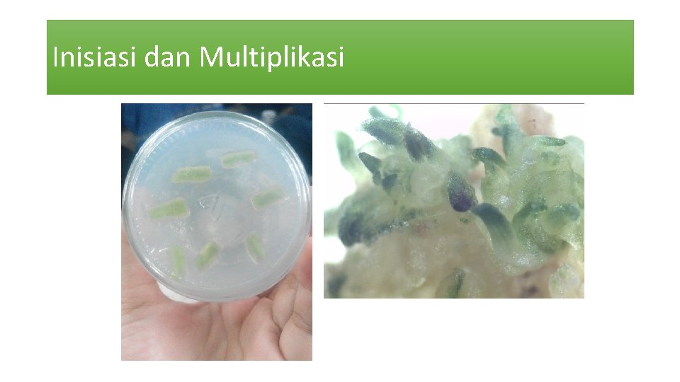 Inisiasi dan Multiplikasi 