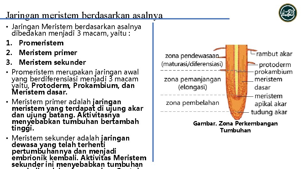 Jaringan meristem berdasarkan asalnya • Jaringan Meristem berdasarkan asalnya dibedakan menjadi 3 macam, yaitu