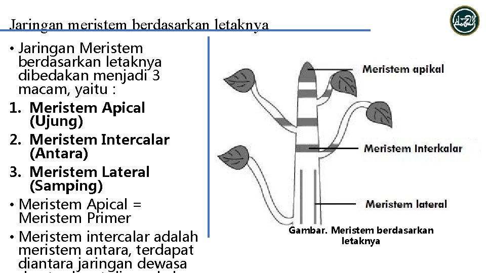 Jaringan meristem berdasarkan letaknya • Jaringan Meristem berdasarkan letaknya dibedakan menjadi 3 macam, yaitu