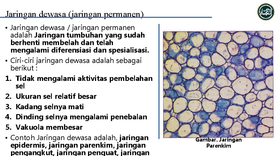 Jaringan dewasa (jaringan permanen) • Jaringan dewasa / jaringan permanen adalah Jaringan tumbuhan yang