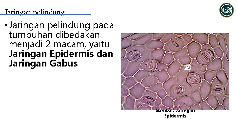 Jaringan pelindung • Jaringan pelindung pada tumbuhan dibedakan menjadi 2 macam, yaitu Jaringan Epidermis