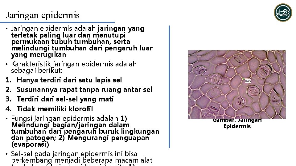 Jaringan epidermis • Jaringan epidermis adalah jaringan yang terletak paling luar dan menutupi permukaan