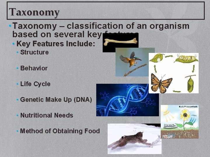 Taxonomy • Taxonomy – classification of an organism based on several key features •