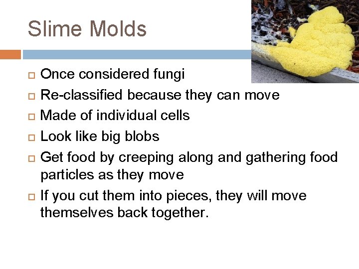 Slime Molds Once considered fungi Re-classified because they can move Made of individual cells