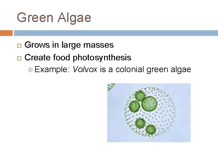 Green Algae Grows in large masses Create food photosynthesis Example: Volvox is a colonial