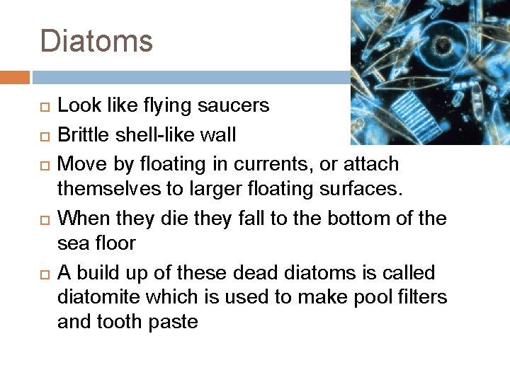 Diatoms Look like flying saucers Brittle shell-like wall Move by floating in currents, or