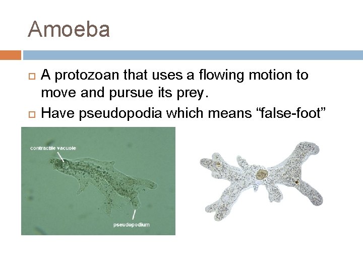 Amoeba A protozoan that uses a flowing motion to move and pursue its prey.