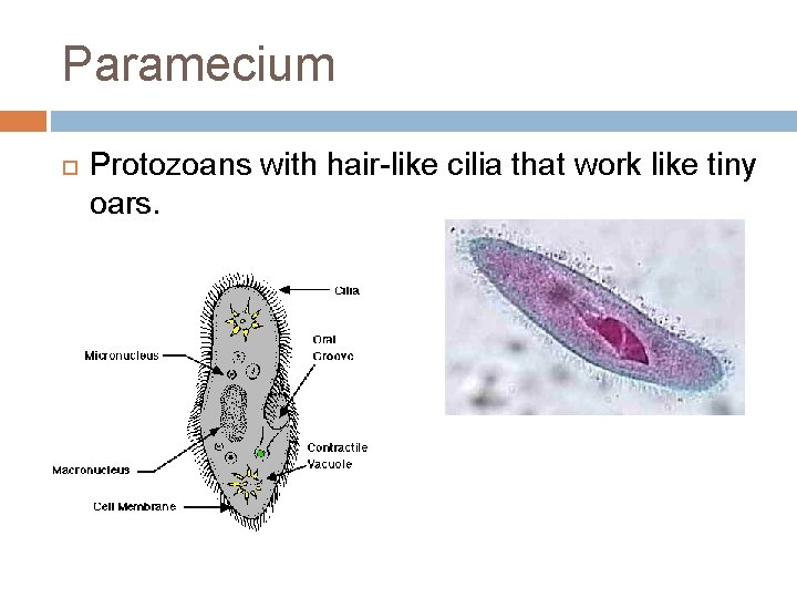 Paramecium Protozoans with hair-like cilia that work like tiny oars. 