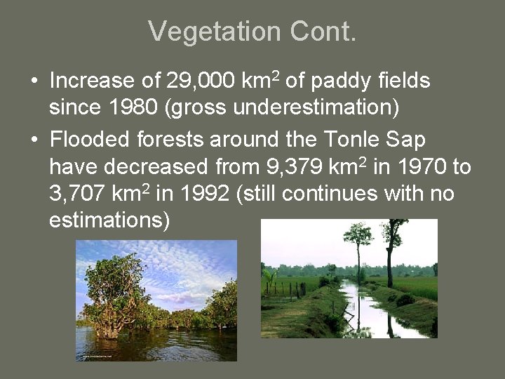 Vegetation Cont. • Increase of 29, 000 km 2 of paddy fields since 1980
