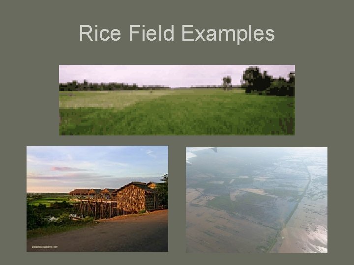 Rice Field Examples 