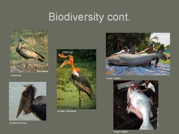 Biodiversity cont. Giant Ibis Giant Catfish Greater Adjutants Spotted Pelican Giant Catfish 