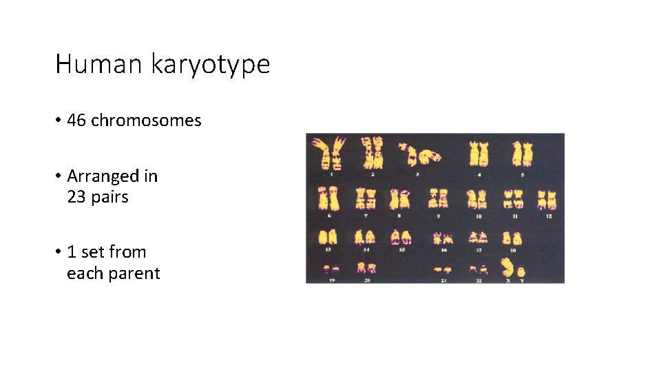 Human karyotype • 46 chromosomes • Arranged in 23 pairs • 1 set from