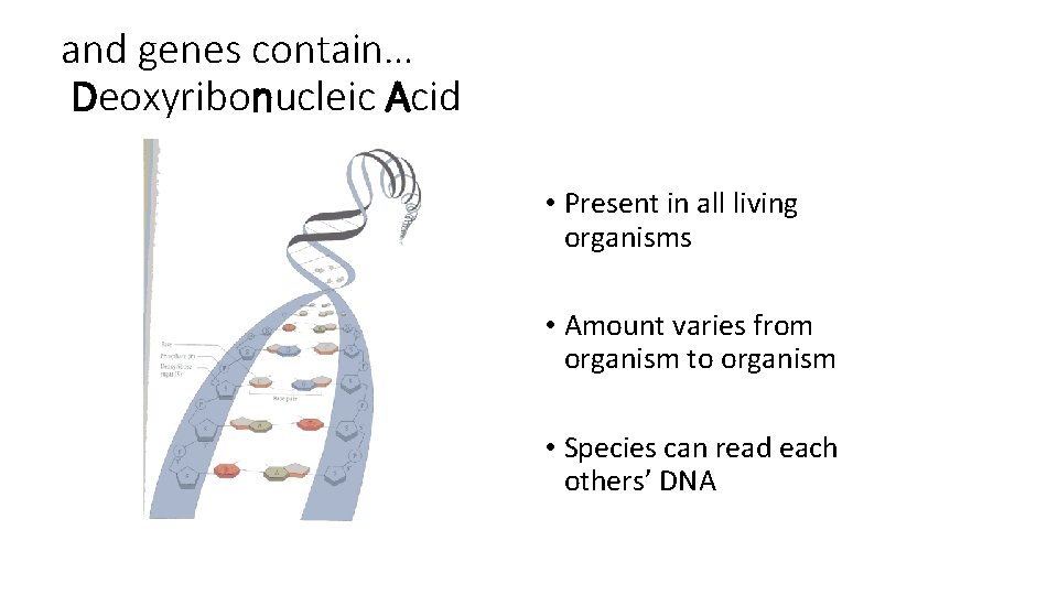 and genes contain… Deoxyribonucleic Acid • Present in all living organisms • Amount varies