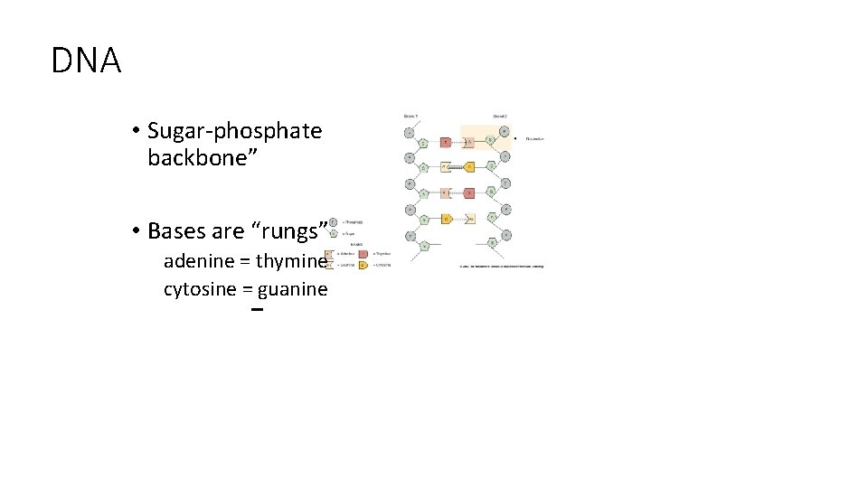 DNA • Sugar-phosphate backbone” • Bases are “rungs” adenine = thymine cytosine = guanine