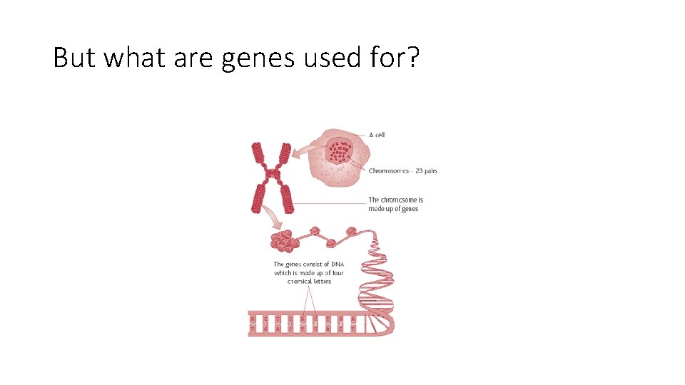 But what are genes used for? 