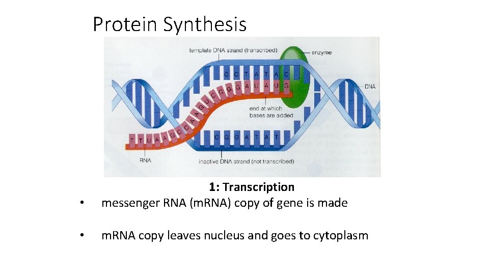 Protein Synthesis • 1: Transcription messenger RNA (m. RNA) copy of gene is made