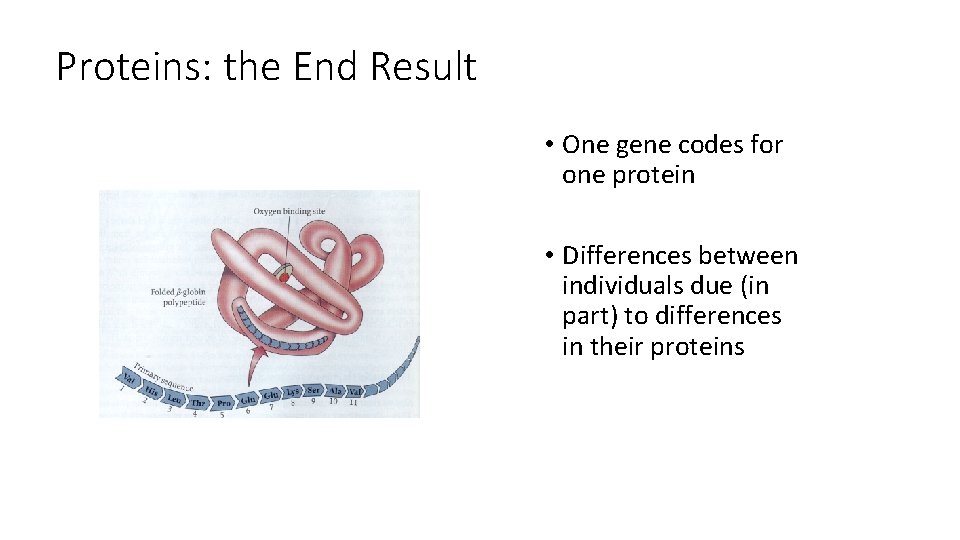 Proteins: the End Result • One gene codes for one protein • Differences between