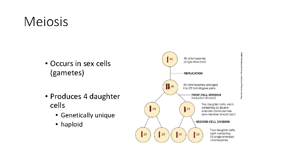 Meiosis • Occurs in sex cells (gametes) • Produces 4 daughter cells • Genetically