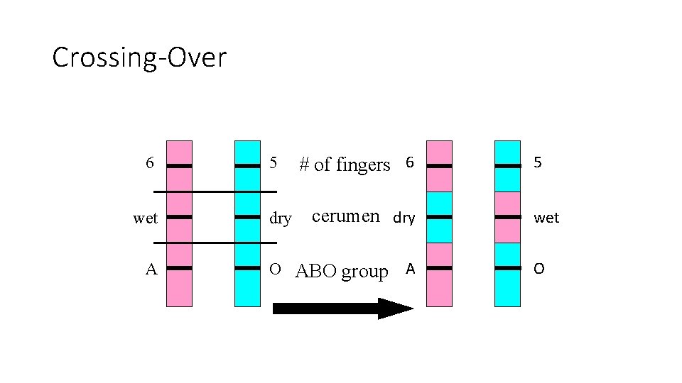 Crossing-Over 6 wet A 5 dry # of fingers 6 cerumen dry O ABO