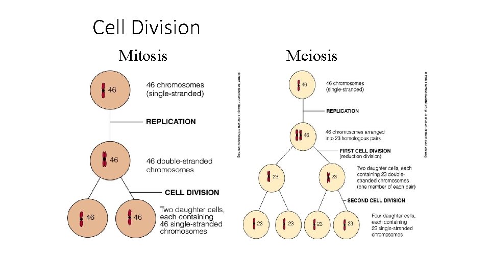 Cell Division Mitosis Meiosis 