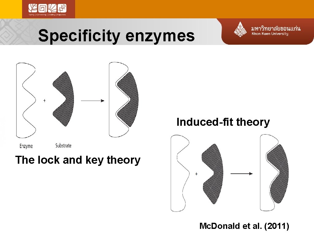 Specificity enzymes Induced-fit theory The lock and key theory Mc. Donald et al. (2011)