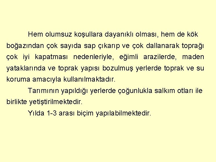 Hem olumsuz koşullara dayanıklı olması, hem de kök boğazından çok sayıda sap çıkarıp ve