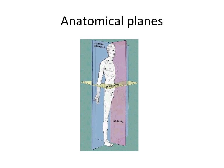 Anatomical planes 