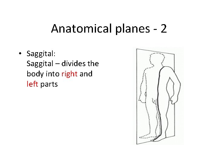 Anatomical planes - 2 • Saggital: Saggital – divides the body into right and