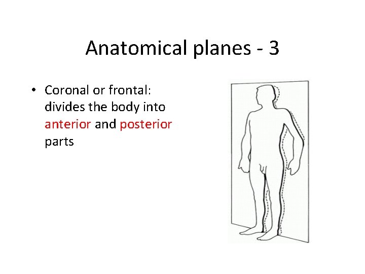 Anatomical planes - 3 • Coronal or frontal: divides the body into anterior and