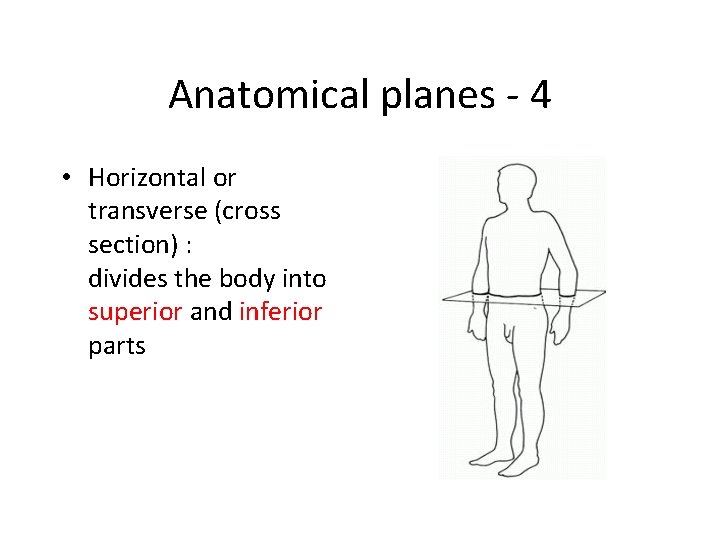 Anatomical planes - 4 • Horizontal or transverse (cross section) : divides the body