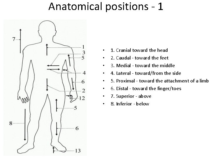 Anatomical positions - 1 • • 1. Cranial toward the head 2. Caudal -