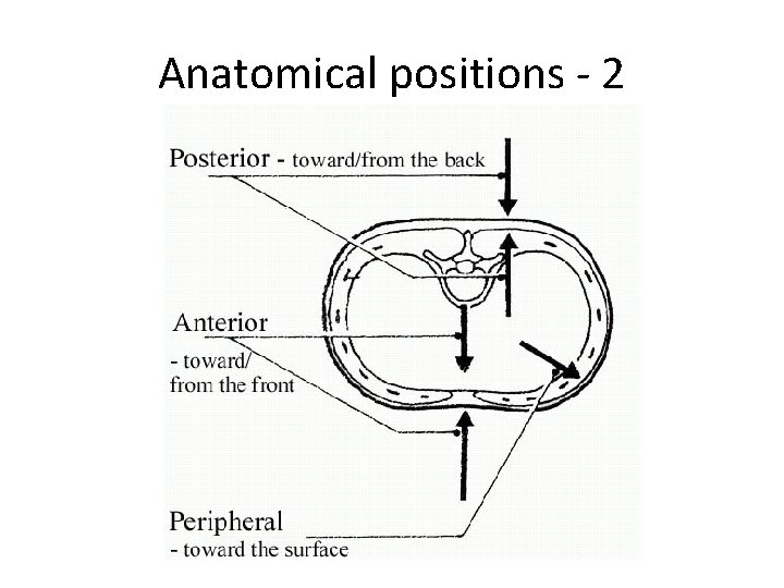 Anatomical positions - 2 