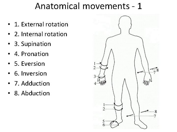 Anatomical movements - 1 • • 1. External rotation 2. Internal rotation 3. Supination
