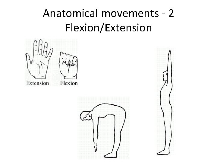 Anatomical movements - 2 Flexion/Extension 