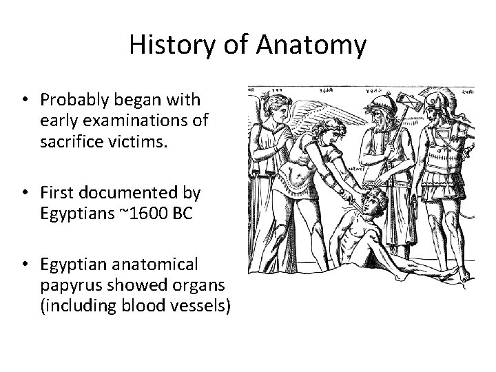 History of Anatomy • Probably began with early examinations of sacrifice victims. • First