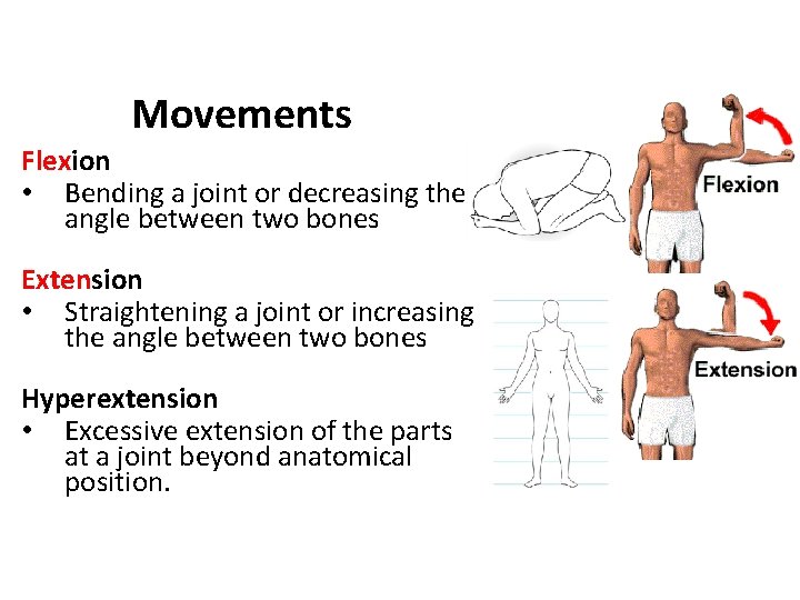 Movements Flexion • Bending a joint or decreasing the angle between two bones Extension