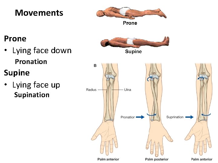 Movements Prone • Lying face down Pronation Supine • Lying face up Supination 